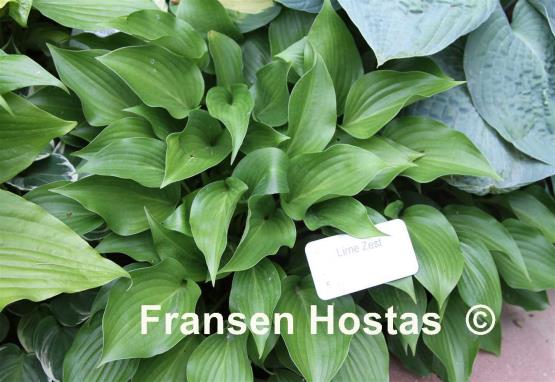 Hosta Lime Zest